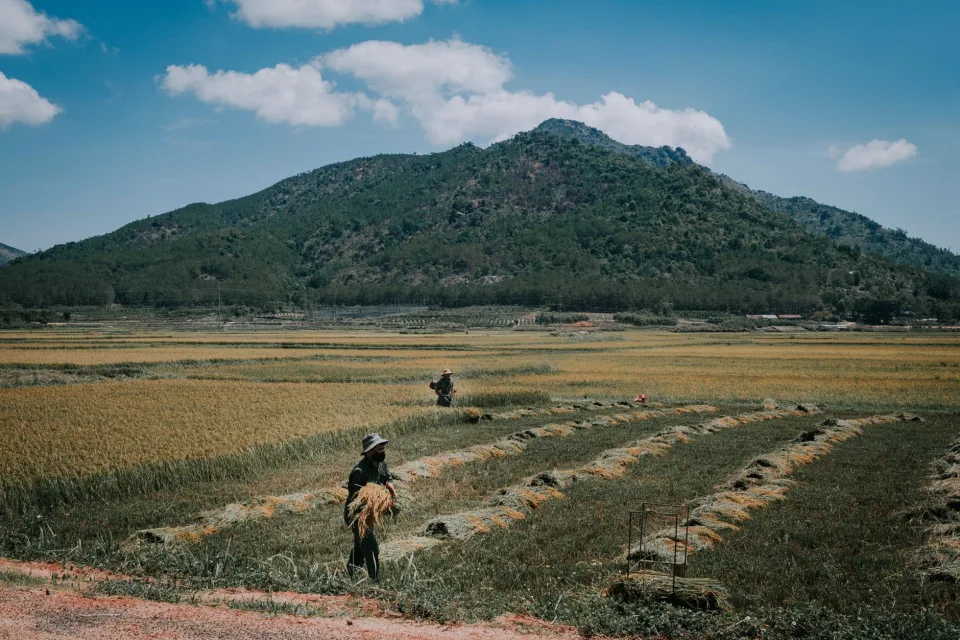 Kho gạo của Nguyễn Thị Tố Uyên